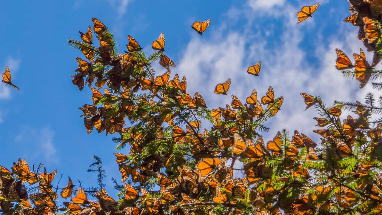 Cuándo empieza la temporada de la mariposa monarca en Michoacán