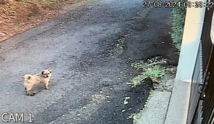 Perrito regresa solo al refugio al día siguiente de ser adoptado