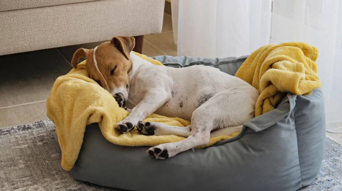 Descubre los motivos por los que tu perro cambia de lugar para dormir, según adiestradora