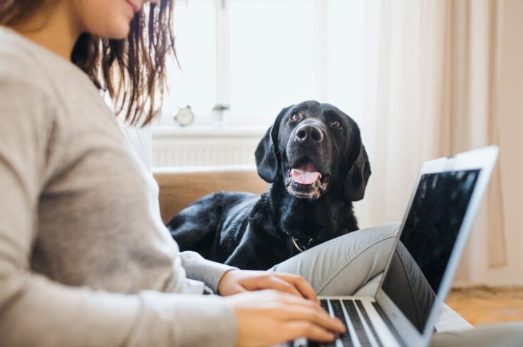 Tener un perro en el trabajo mejora el estado de ánimo del 47% de los españoles, revela estudio