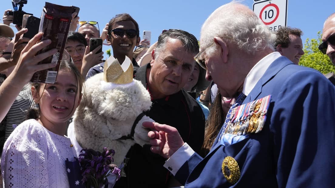 Le estornudó al Rey Carlos III; monarca vive curioso momento con una alpaca en Australia