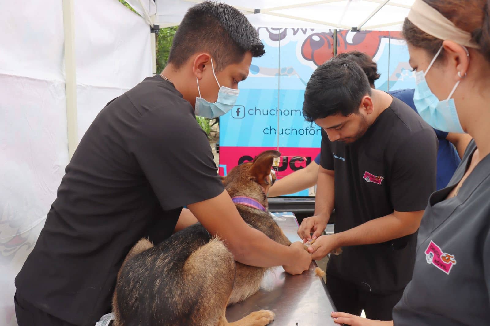 Más de 200 perros y gatos fueron esterilizados. Los gobiernos del estado y municipal de TGZ participaron de manera conjunta en esta jornada. https://alfilodelanoticia.com/capital/chiapas-rebasa-meta-de-jornada-latinoamericana-de-esterilizacion-canina-y-felina/