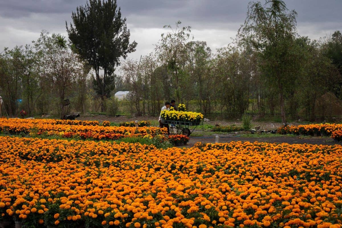 Cempasúchil mexicano sobrevive pese a competencia China y las inclemencias del tiempo