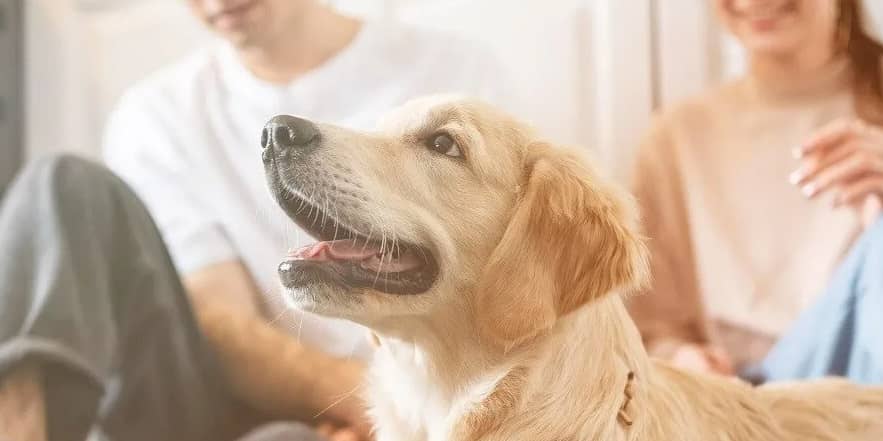 Diputados presentan iniciativa para definir quién se queda con las mascotas en caso de divorcio