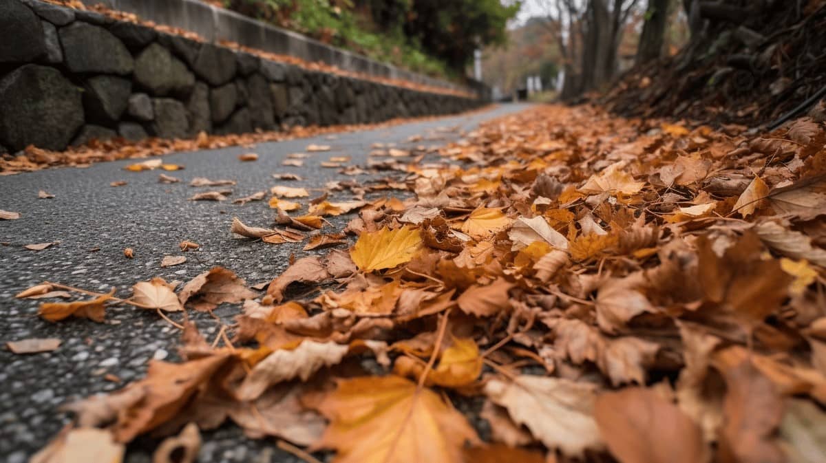 ¡No las tires! Esta es la razón por la que debes conservar las hojas que caen de los árboles en otoño