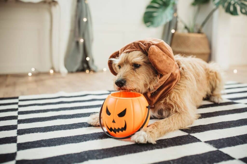 El terror de Halloween: cómo los adornos y disfraces afectan a nuestras mascotas durante esta época