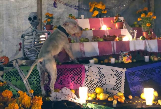 ¡Cuidado! Estos alimentos de la ofrenda de Día de Muertos son tóxicos para tu mascota