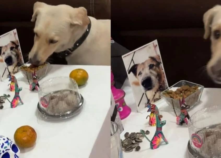 ¡Cuidado! Estos alimentos de la ofrenda de Día de Muertos son tóxicos para tu mascota