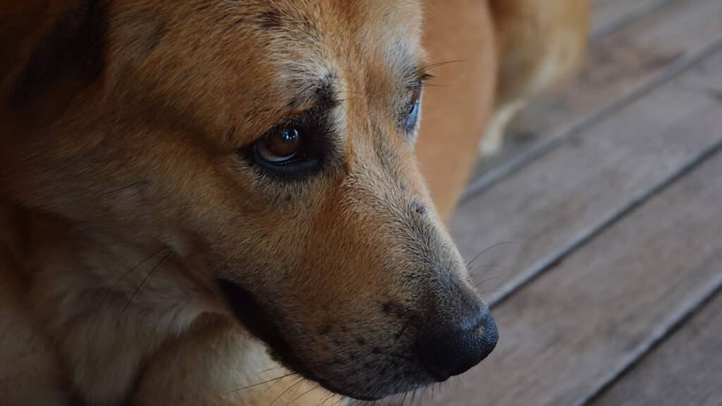 Los perros pueden morir de tristeza? Esto dice una etóloga