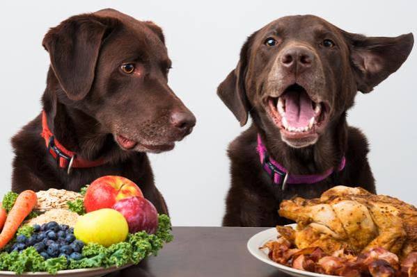 ¡No le des puras croquetas! Alimentos sanos que puedes incluir en una dieta equilibrada para tu mascota, según la UNAM