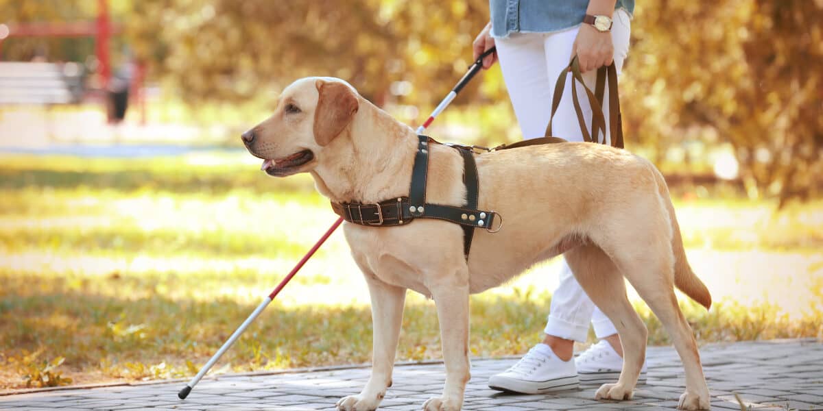 Iluminan y salvan vidas: La historia de la primera escuela para perros guía en Latinoamérica