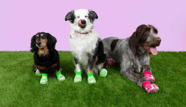 Crocs lanzará sandalias para 'lomitos'… ¡A andar de pata de perro!