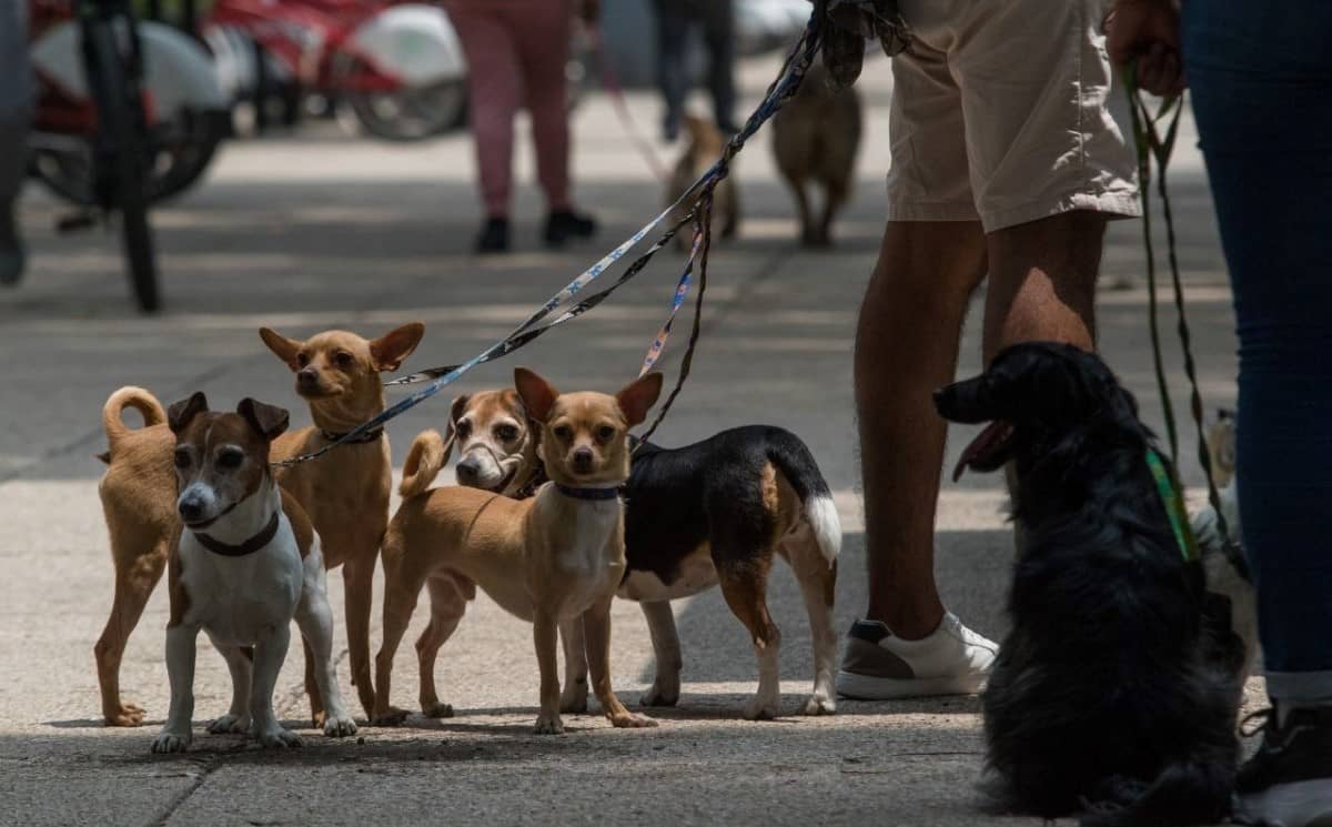 Robo de perros en la CDMX sube más de 125% en 10 años: Hellosafe