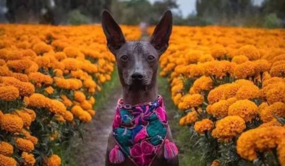 Así es la mágica conexión del perrito Xoloitzcuintle con el Día de Muertos