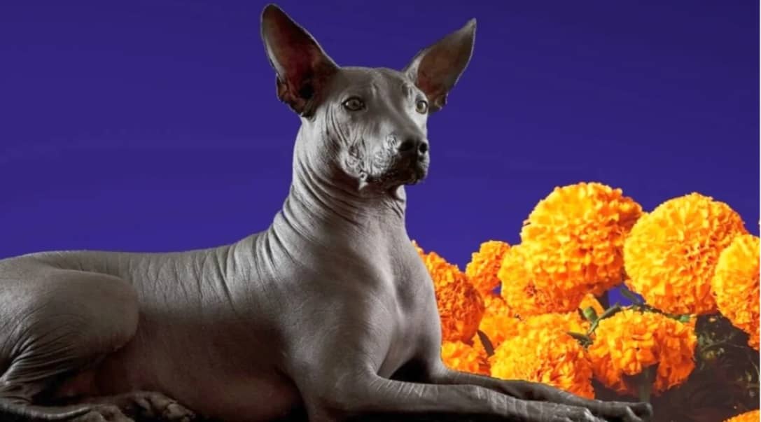 Así es la mágica conexión del perrito Xoloitzcuintle con el Día de Muertos