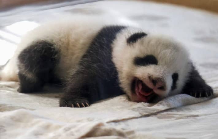 Zoológico de Berlín presenta a sus pandas gemelos recién nacidos