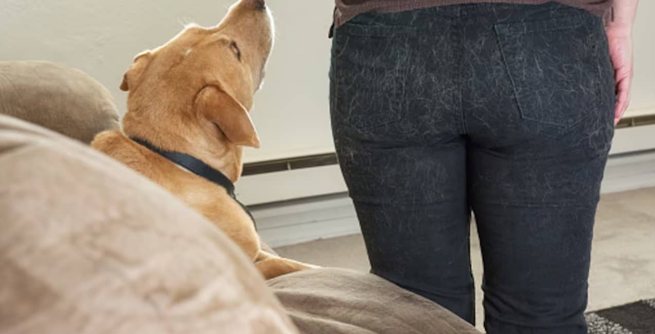 Cómo evitar que tu perro te llene la ropa de pelos usando solo un papel aluminio