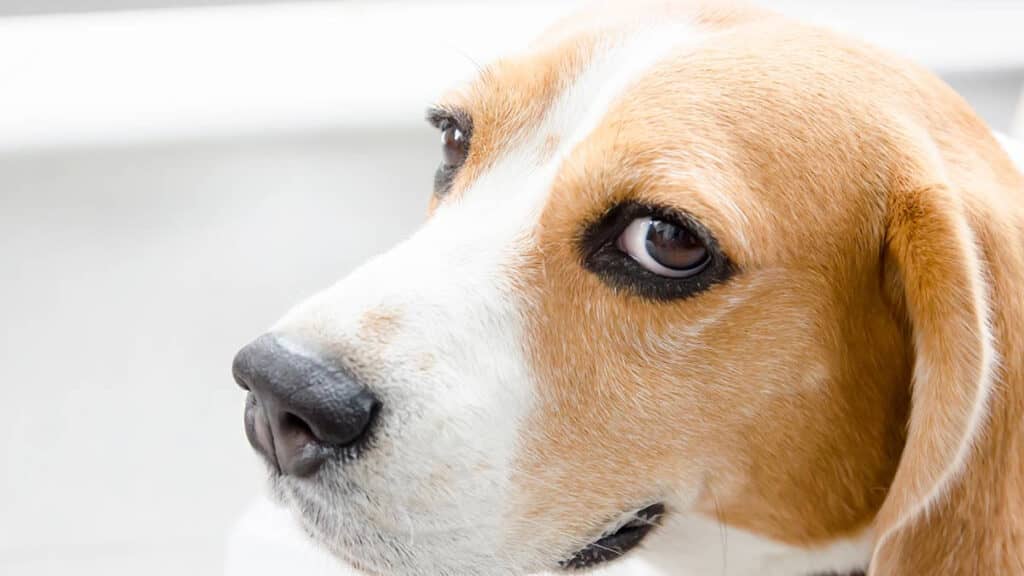 ¡Sí, te está juzgando! Los perros evalúan la competitividad de sus humanos: estudio