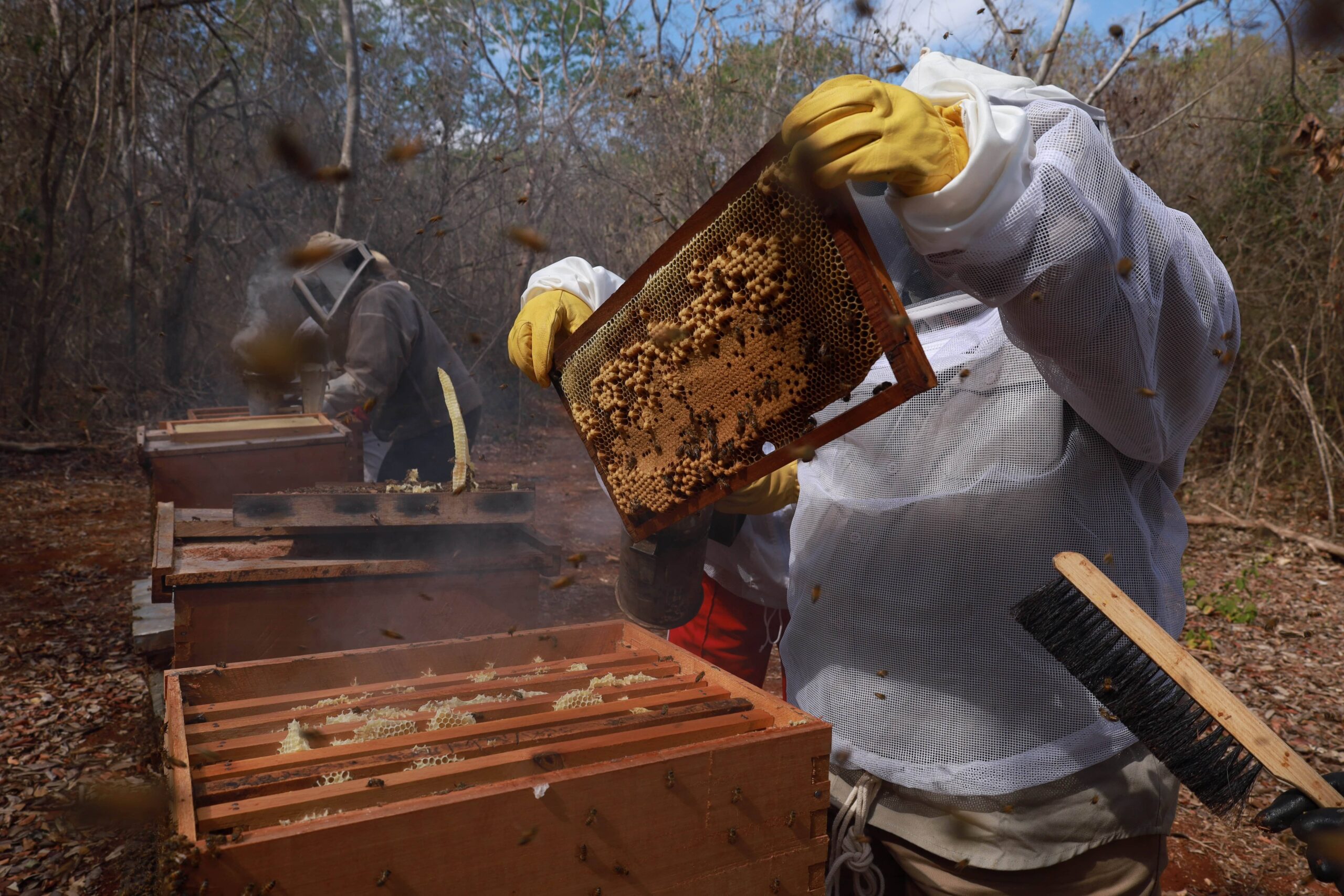 Sentencia ampara a pueblos mayas y reconoce valor de las abejas en el ecosistema como sujetos de derechos