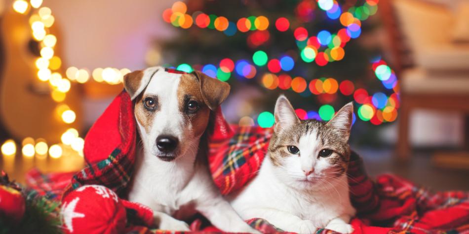 Árbol de navidad a prueba de mascotas: consejos para lograrlo