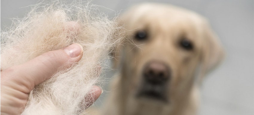 ¿Qué alimentos pueden evitar la caída del pelo de tu perro?