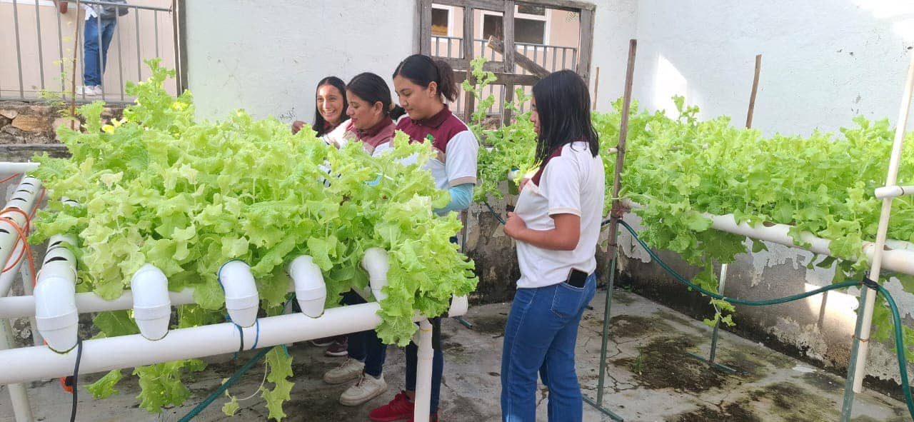 Estudiantes del Plantel 22 del CECyTE-TBC recolectan cosecha de lechuga hidropónica