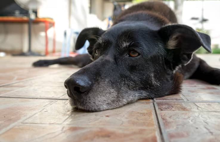 Al igual que sus humanos, los perros se vuelven más irritables con la edad: estudio