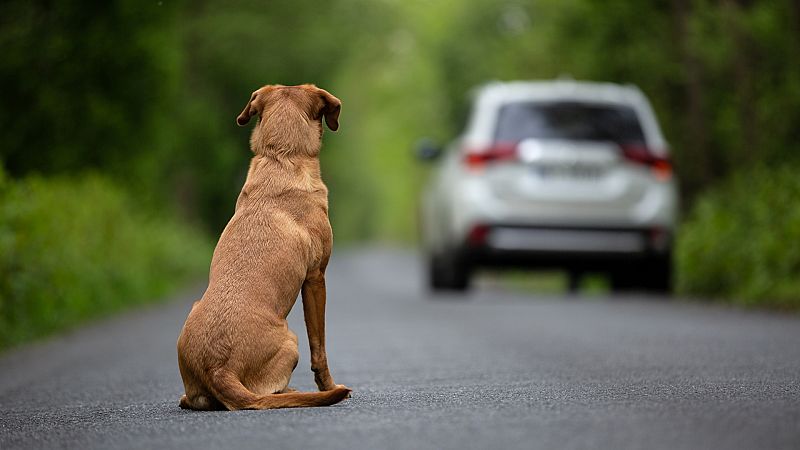 “No son juguetes” la campaña de la PAOT para evitar que mascotas sean regaladas en épocas decembrinas