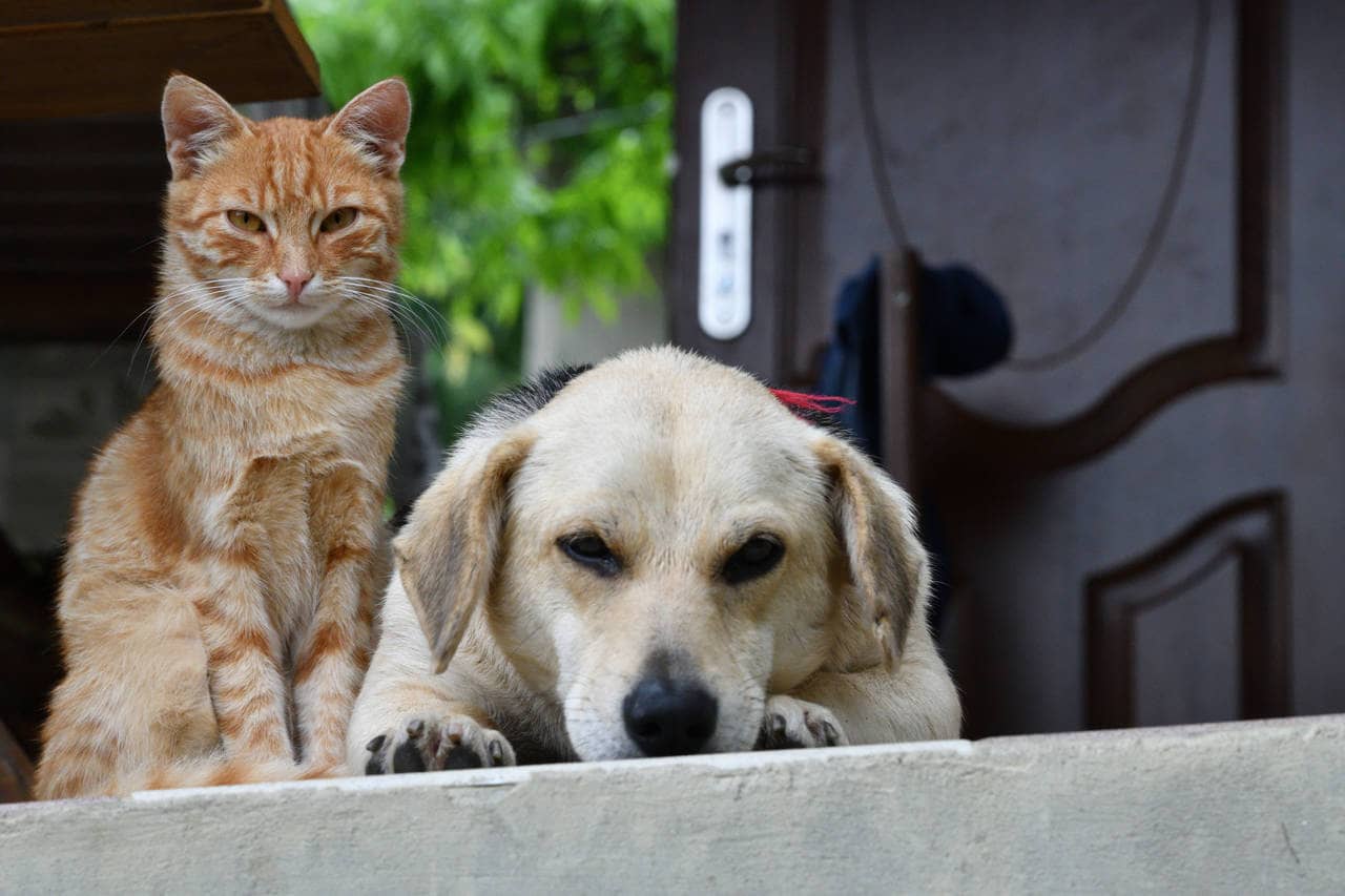 Quién ama más a su dueño, ¿los perros o los gatos?: un estudio lo demostró