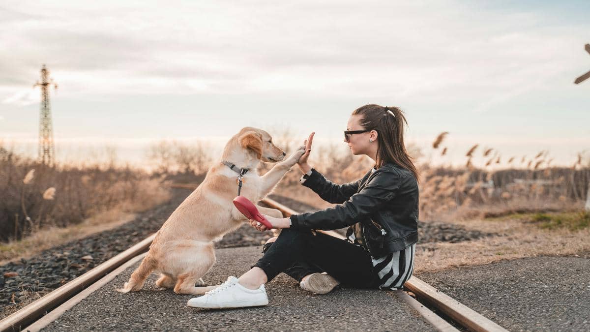 Kahu, dueño, humano o tutor: ¿Cuál es la manera correcta de llamarle al responsable de una mascota?