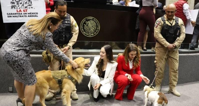 Diputados aprueban reforma de protección animal; Morena y Verde buscarán corridas de toros “sin sangre”