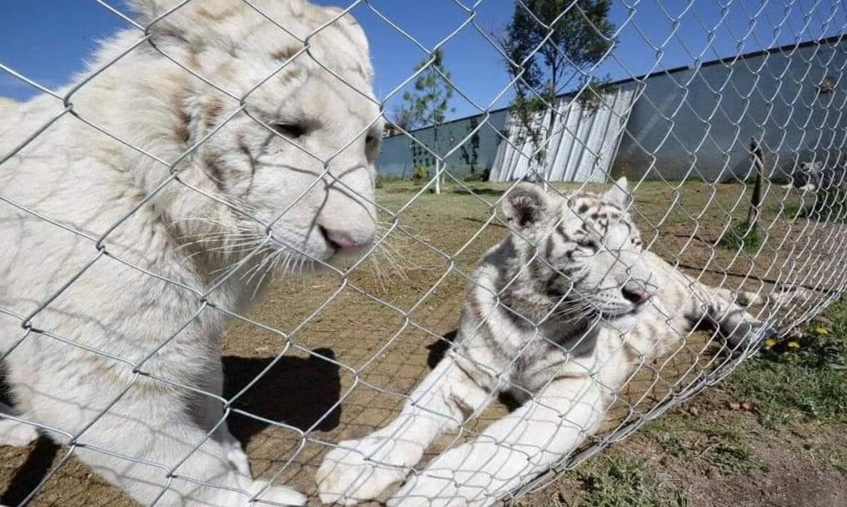 Rescatan 27 animales exóticos en Ocoyoacac, Edomex; y detienen a 42 personas