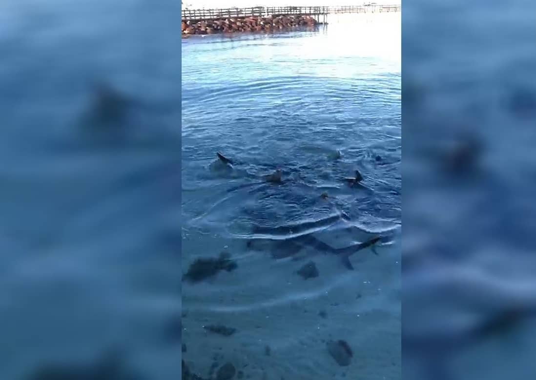 ¡Insólito! Captan a tiburones en playas de malecón de La Paz