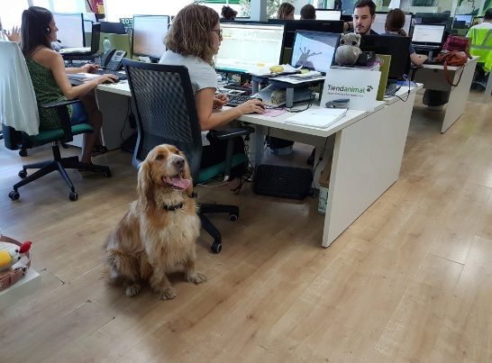 Empresas se sensibilizan: dan guardería y hasta días para el último adiós a tu mascota