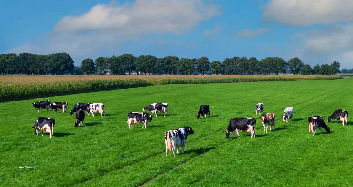 Científicos buscan píldora para limitar eructos de vacas y ayudar al clima