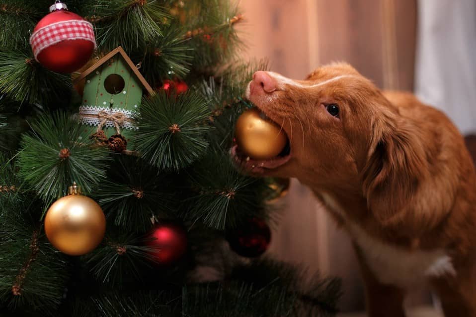 Árbol de navidad a prueba de mascotas: consejos para lograrlo