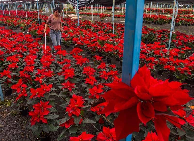 Cultivan y venden flores de nochebuena