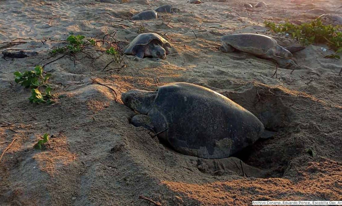 Golfinas tapizan playa oaxaqueña; área natural protegida