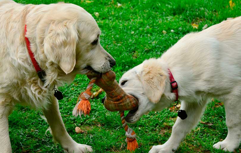 Descubre los beneficios en las mascotas al visitar a un etólogo; el vigía de la salud mental de tu perro