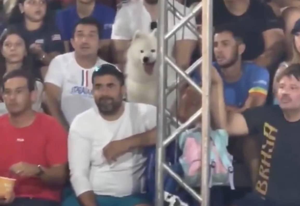 Perro fanático que ve juego de tenis enternece redes y se vuelve viral