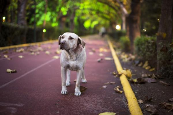 Así es como los perros perdidos encuentran el camino de vuelta a casa, según la ciencia