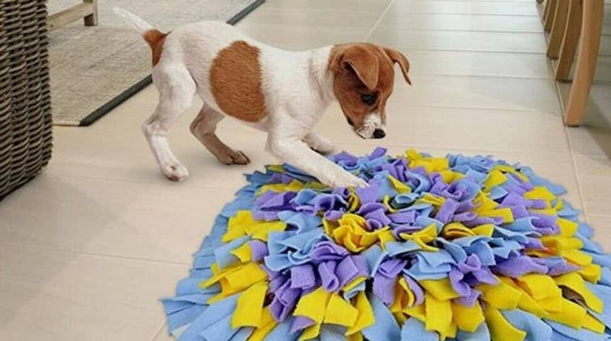 Alfombras olfativas para perros, una forma divertida de estimular sus sentidos