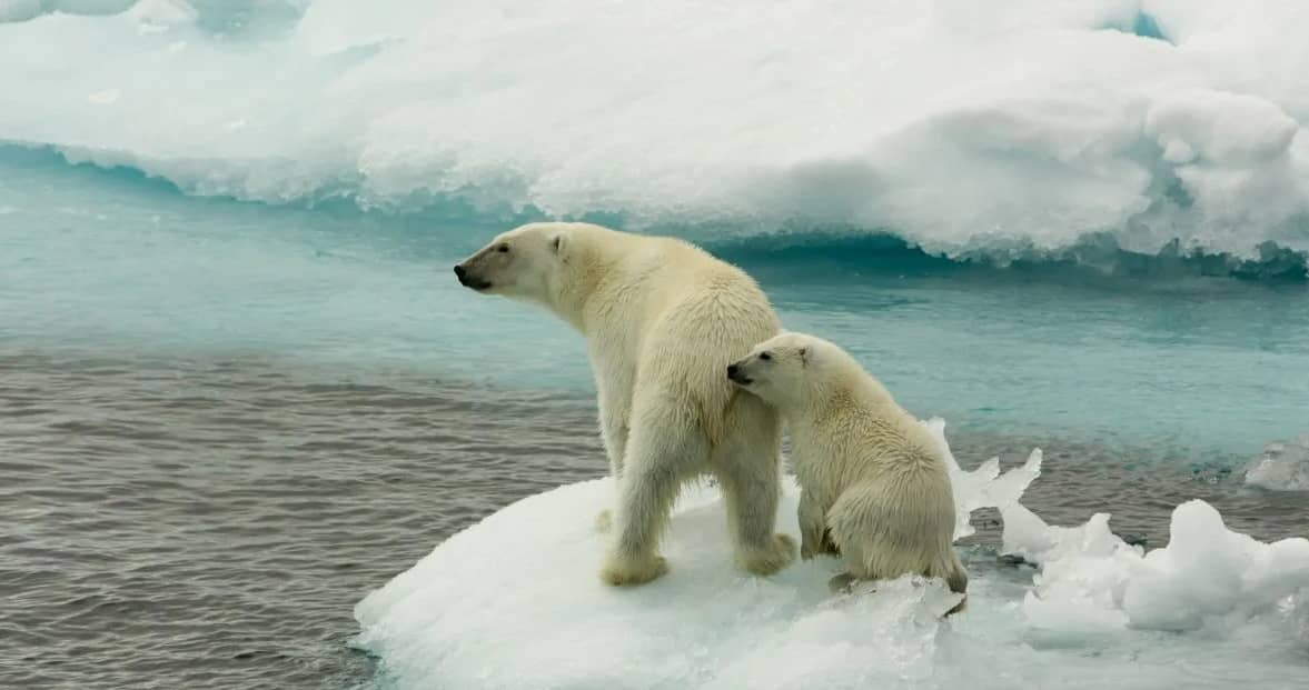 El primer día sin hielo en el Ártico puede ocurrir en 2027: estudio