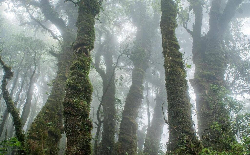 FONDO DE CONSERVACION EL TRIUNFO CORTADA 1