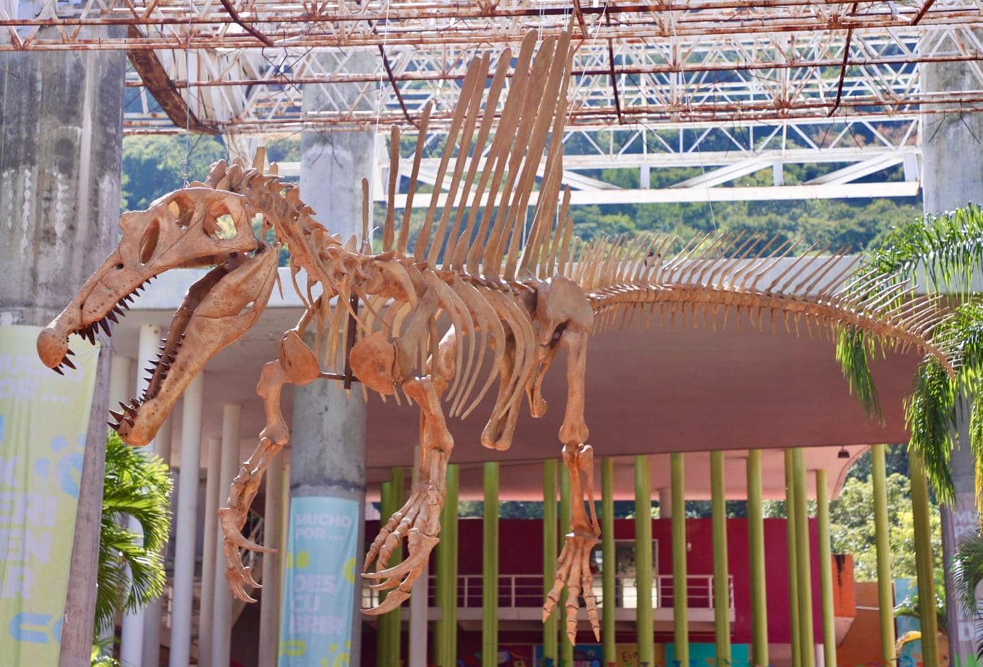 Presenta ICTI espectacular réplica de Spinosaurus en el MUCH, un logro paleontológico en Chiapas