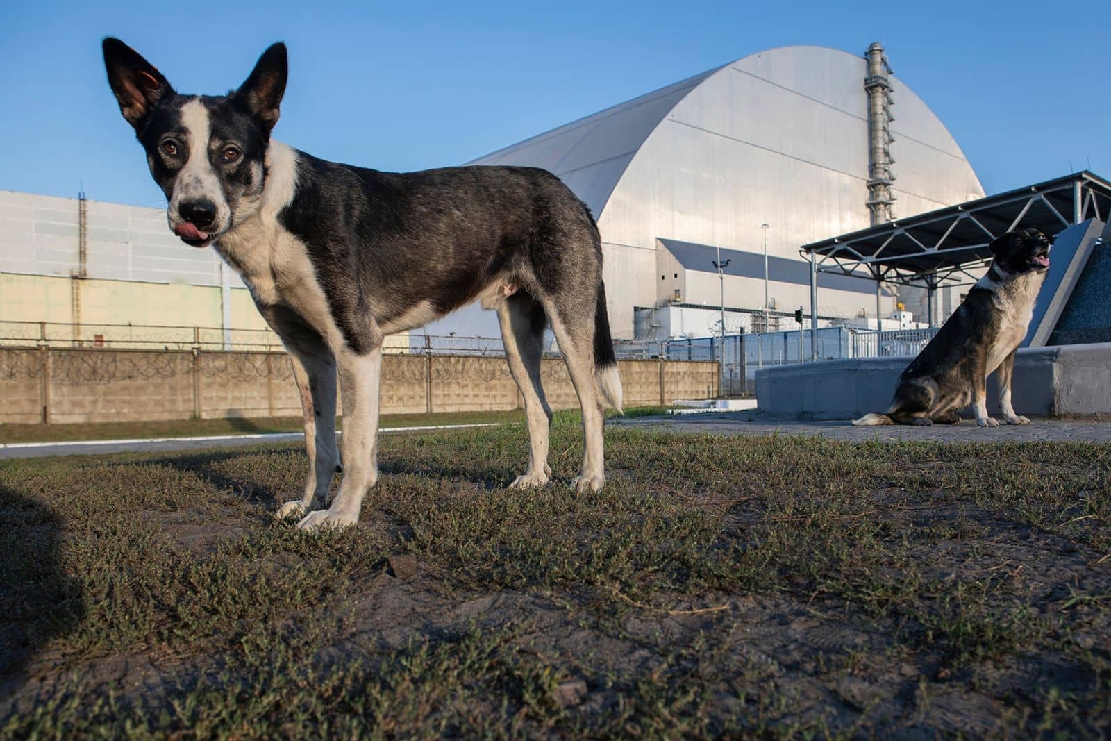 Perritos callejeros de Chernóbil han desarrollado súper poder; ahora son inmunes