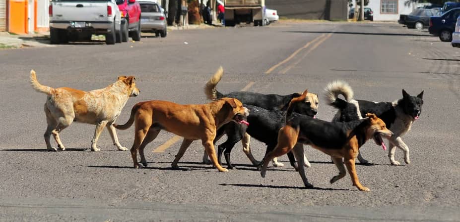 Los perros callejeros son más inteligentes, afirma César Millán, el “encantador de perros”