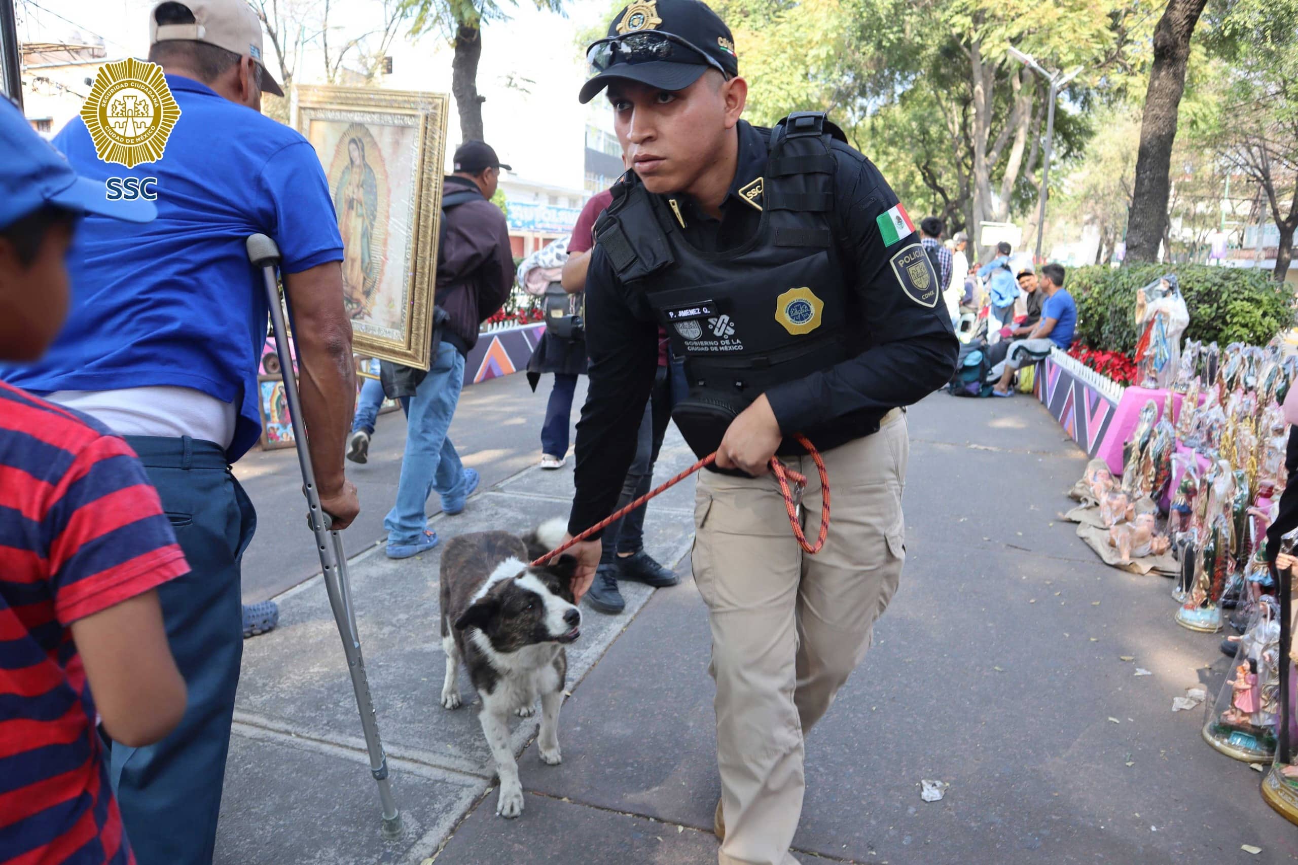 Perritos peregrinos' muy pocos tienen un final feliz ¡No los abandones en CDMX!