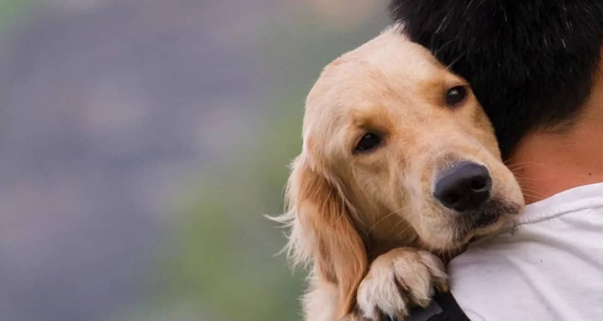 Perros tratan de consolarte después de una pelea: estudios