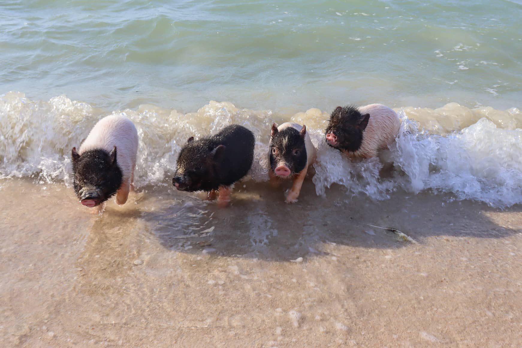 ¡Adiós a la “Pig Beach” en Yucatán! Confirman su cierre en Progreso